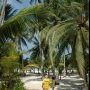 Mabul Island Swaying coconut trees